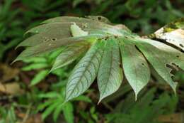 Image of Columnea polyantha (Wiehler) L. E. Skog