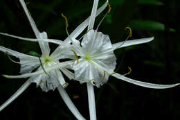 Image of Coastal Carolina Spiderlily