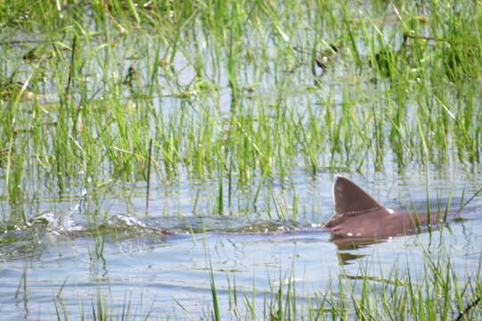 Image of Dusky Smoothhound