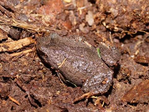 Image of Eastern Smooth Frog