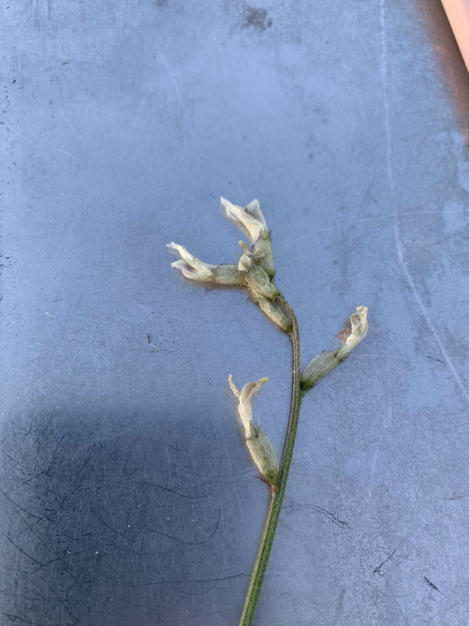 صورة Astragalus conjunctus var. rickardii S. L. Welsh, F. Caplow & K. Beck