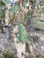 Imagem de Creiis corniculatus (Froggatt 1900)