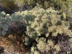 Image of crispleaf buckwheat