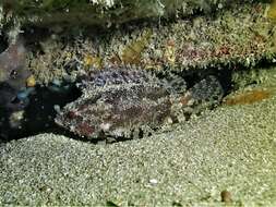 Image of false scorpionfishes