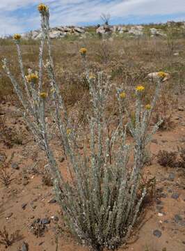 Image de Pentzia dentata (L.) Kuntze