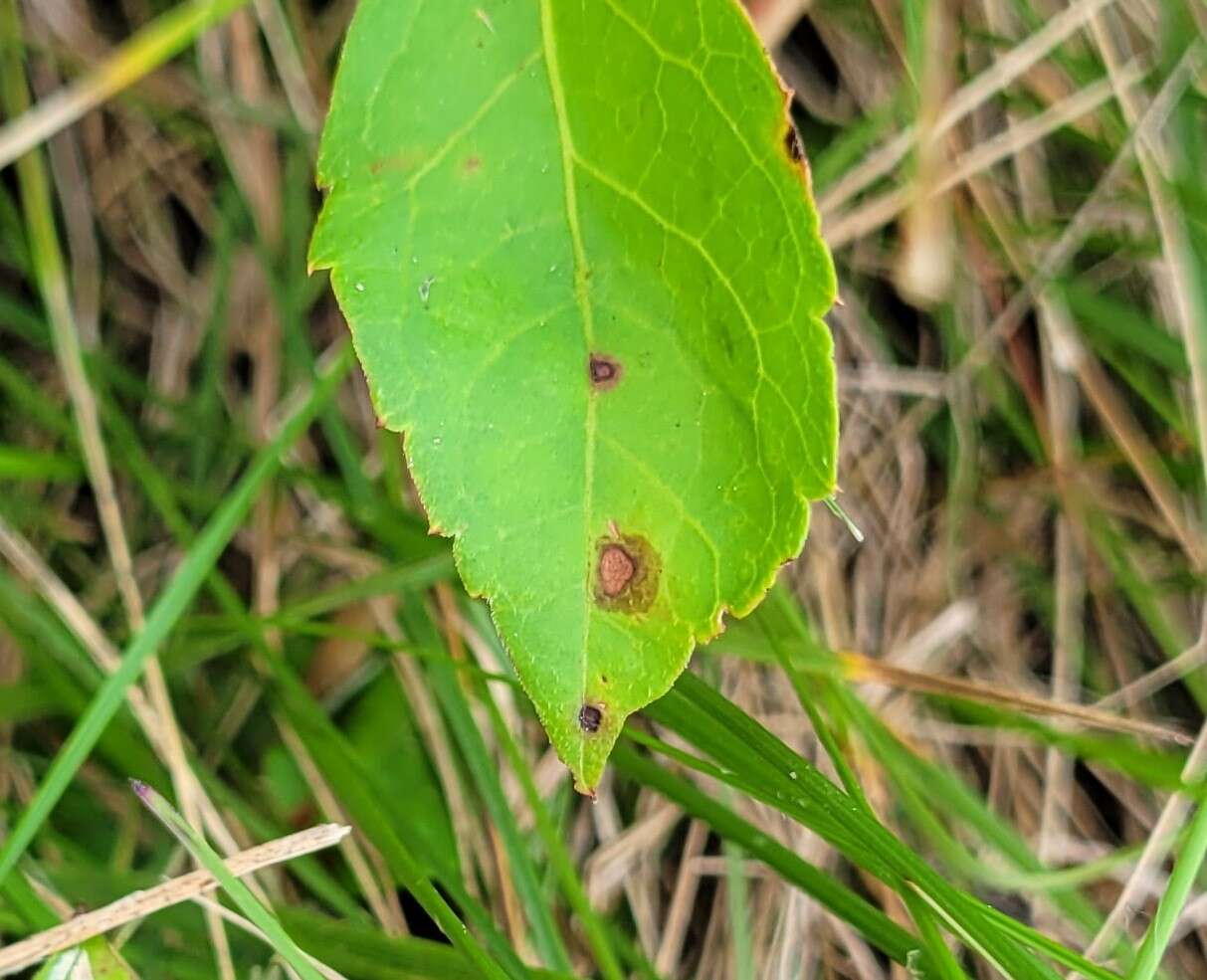 Image de Phyllosticta parthenocissi K. Zhang, N. Zhang & L. Cai 2013