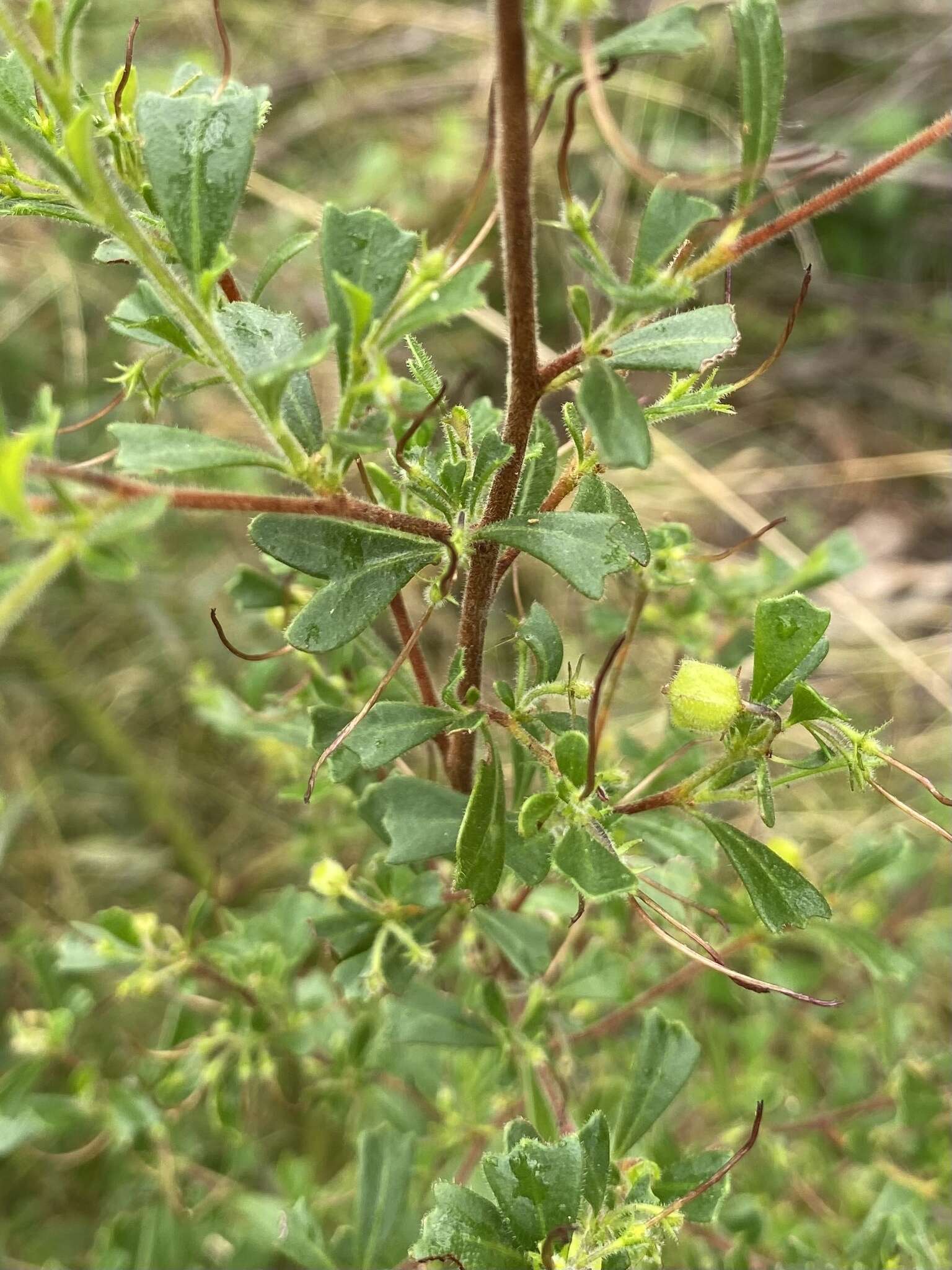 Image de Dodonaea triangularis Lindl.