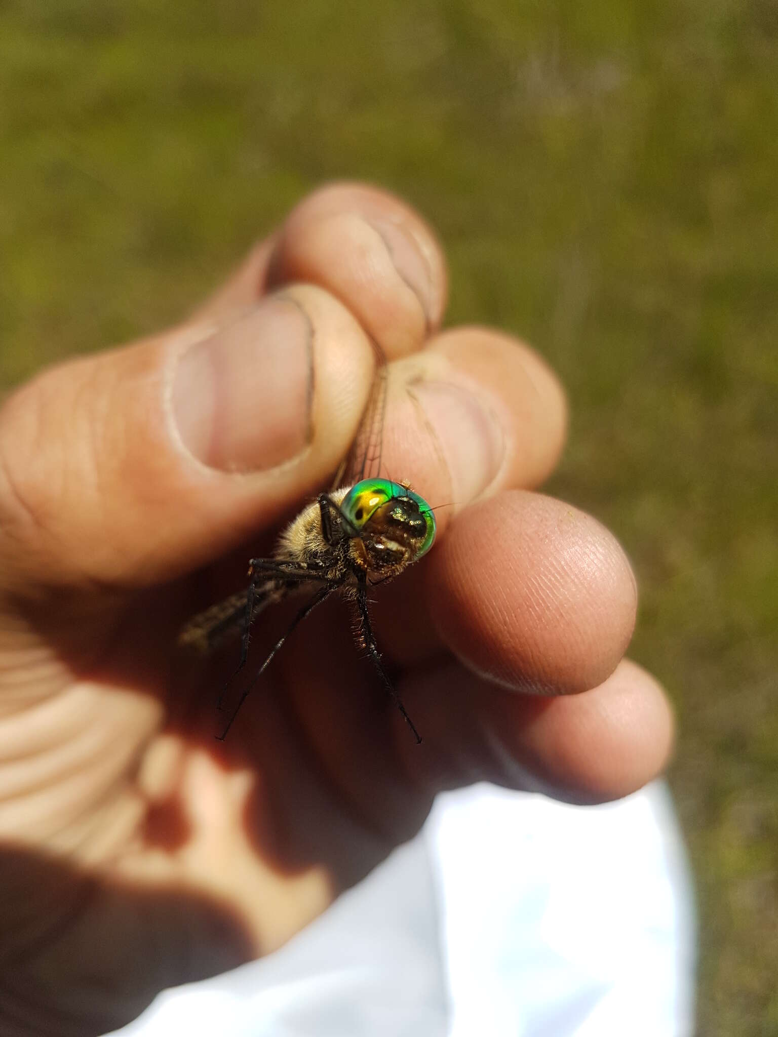 Image of American Emerald