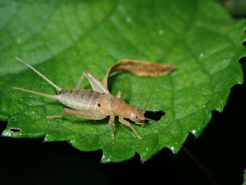 Image of Cricket