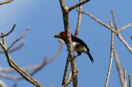 Image of Black-collared Barbet