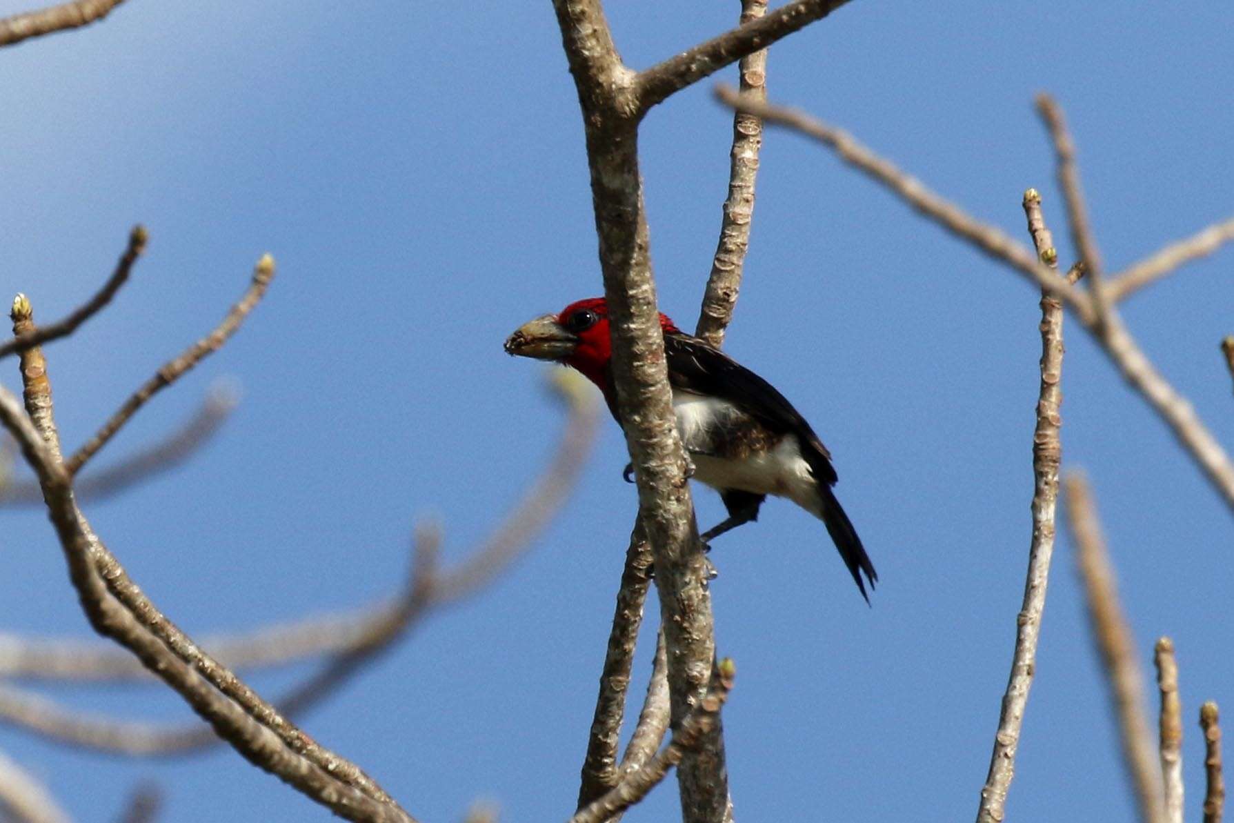 Image of Black-collared Barbet