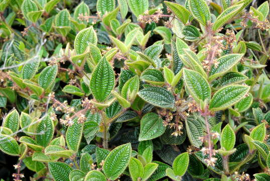 Image of Miconia australis