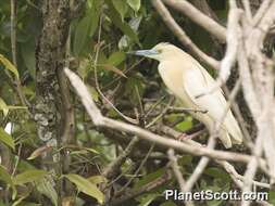 Imagem de Ardeola idae (Hartlaub 1860)