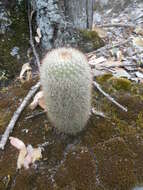 Mammillaria densispina (J. M. Coult.) Orcutt的圖片