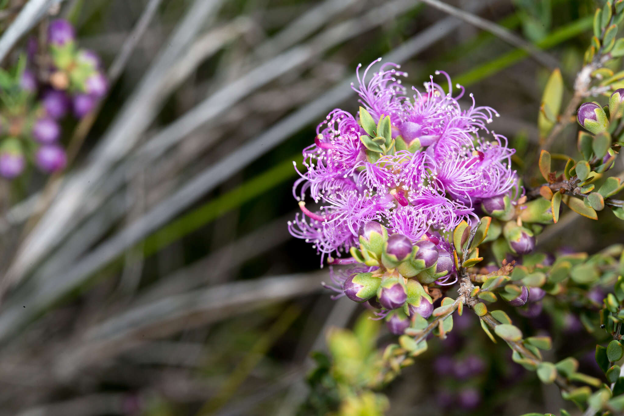 Image of thymeleaf melaleuca