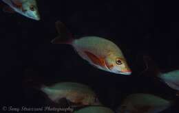 Image of Humpback red snapper