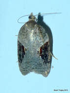 Acleris macdunnoughi Obraztsov 1963的圖片