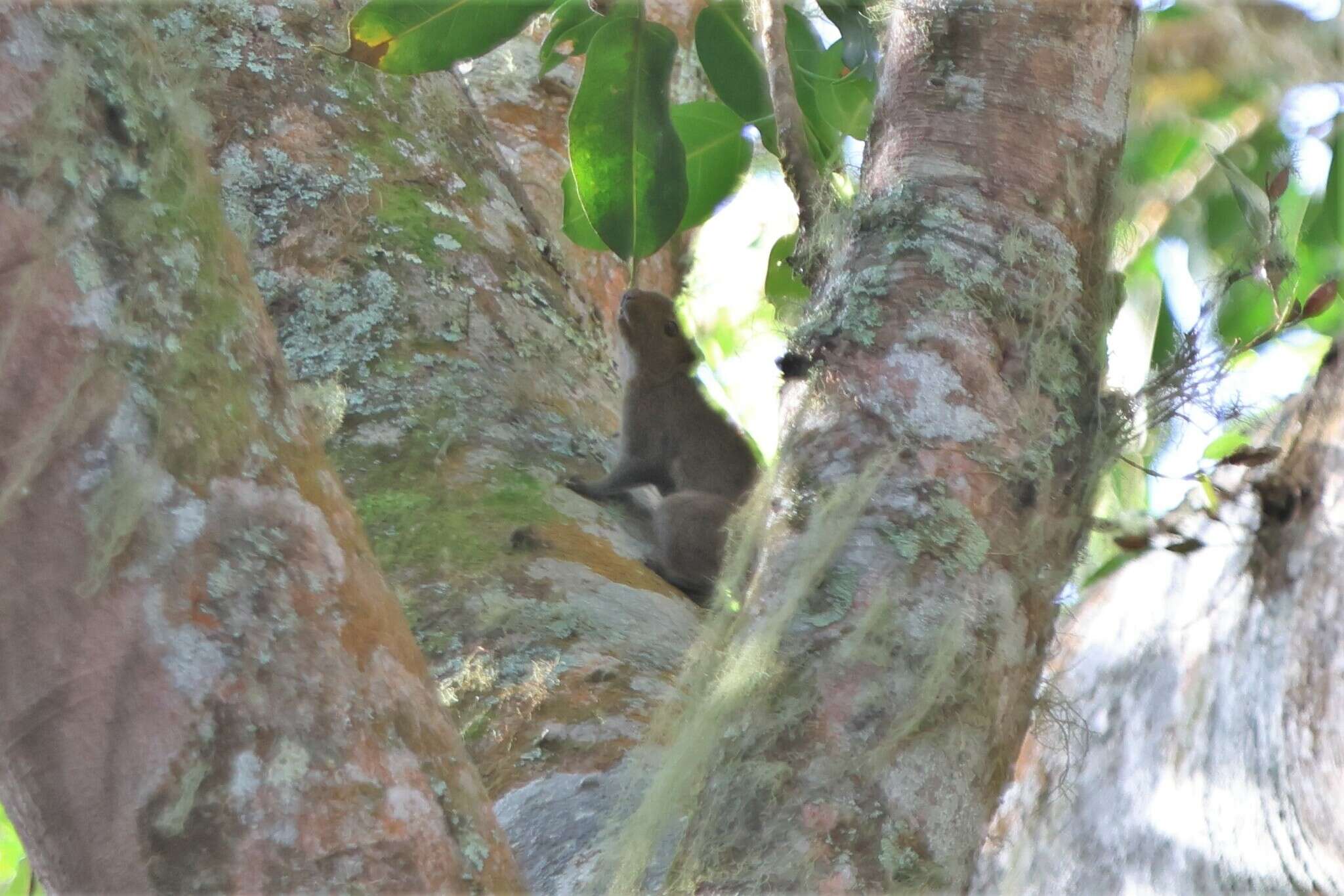 Image of Black-striped Squirrel