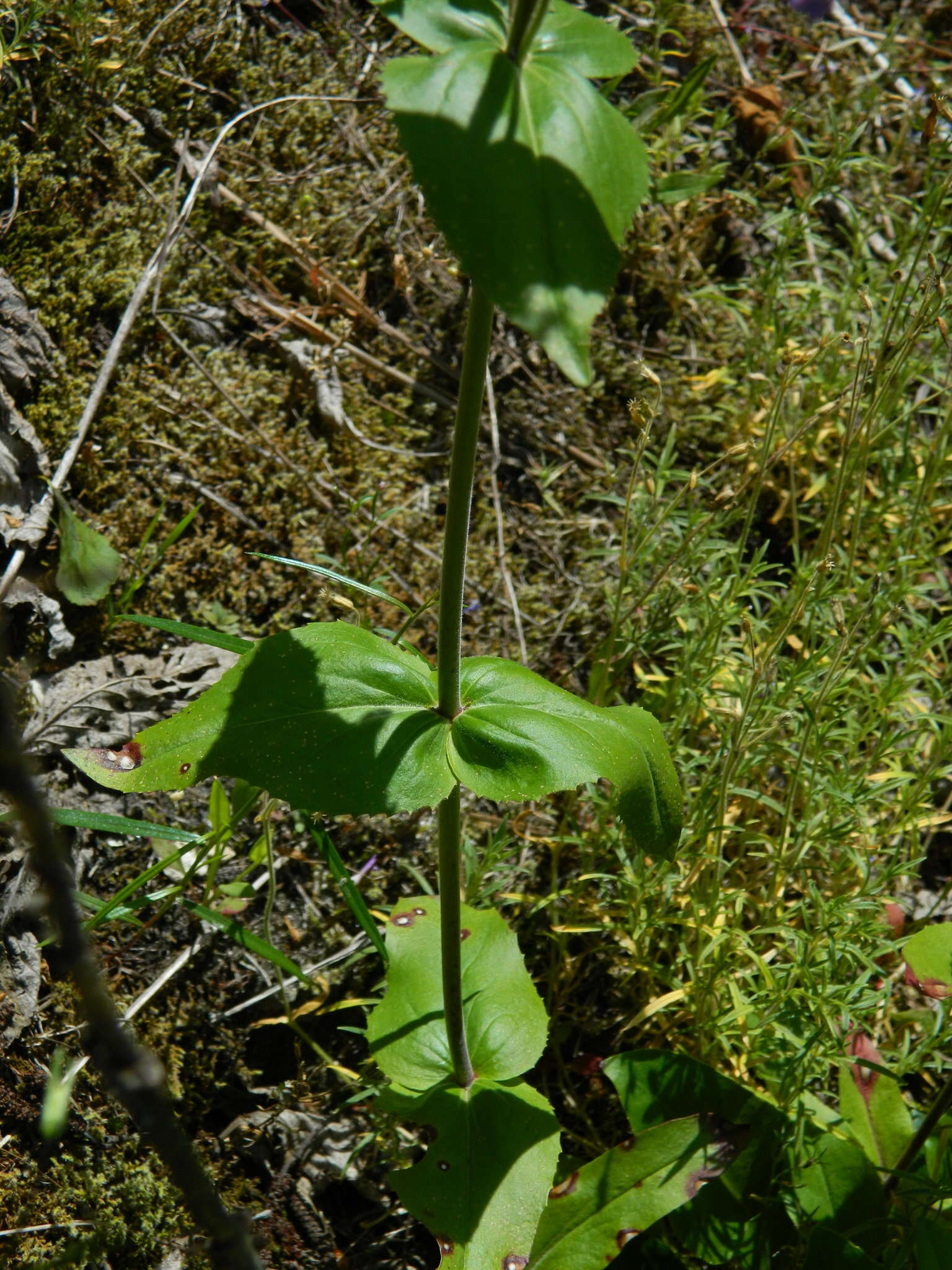 Plancia ëd Penstemon wilcoxii Rydb.