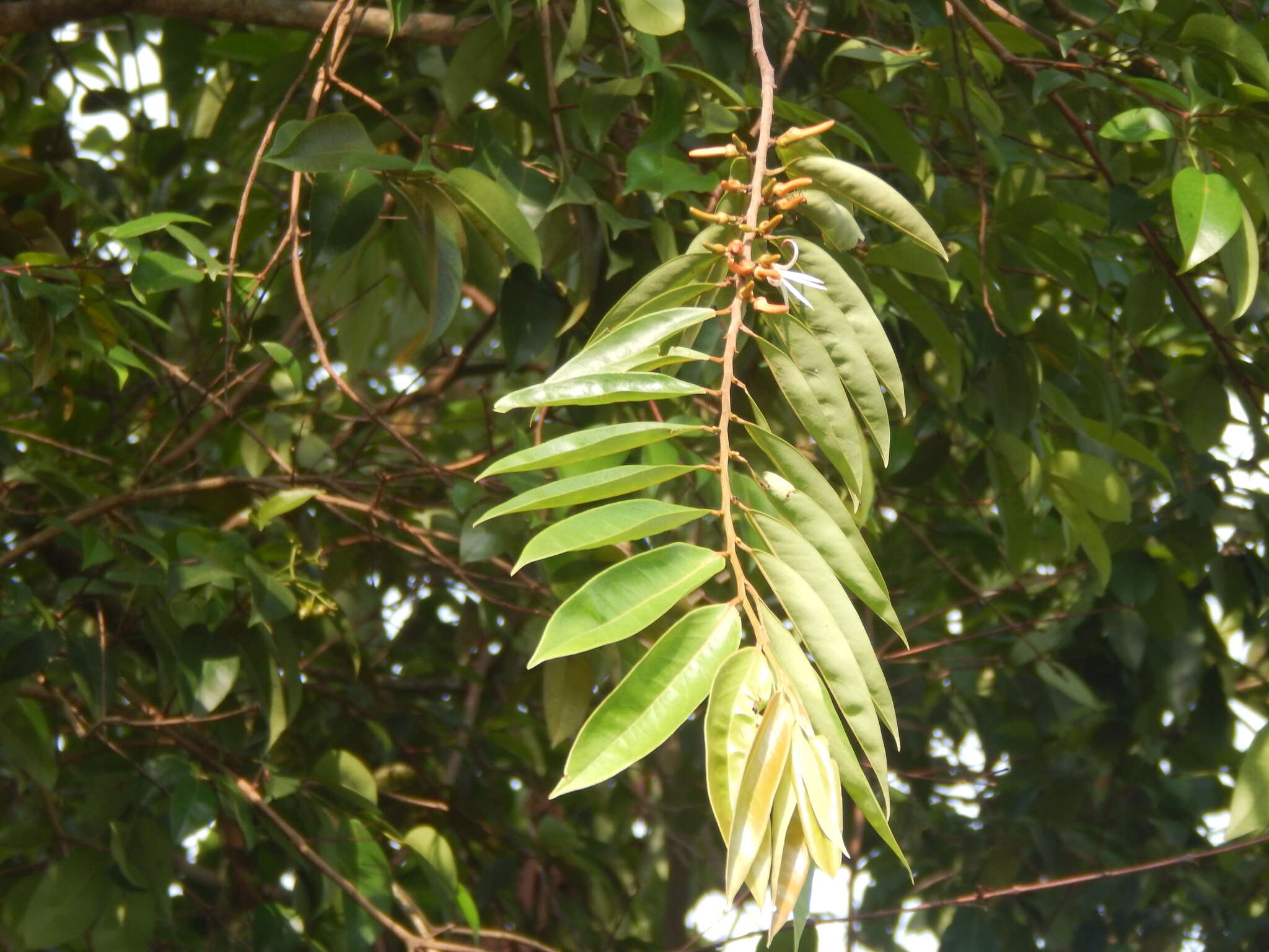 Image of Xylopia aromatica (Lam.) Mart.