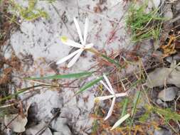 Image of Geissorhiza tenella Goldblatt