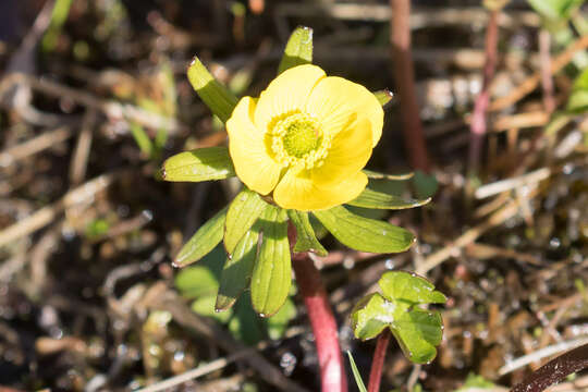 Image of snow buttercup