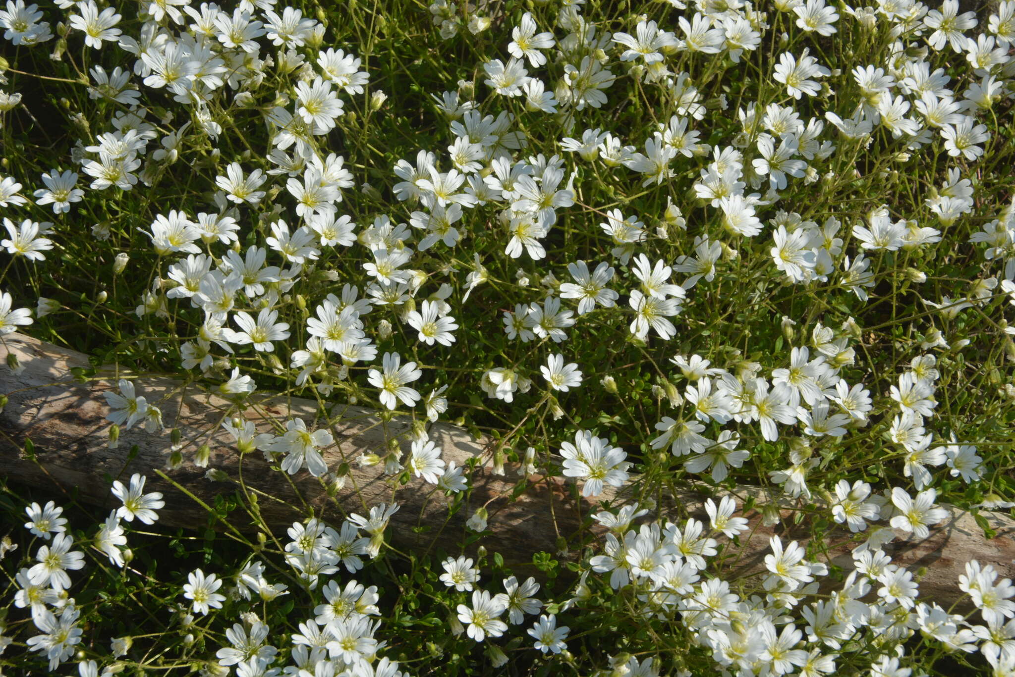 Image of Regel's chickweed