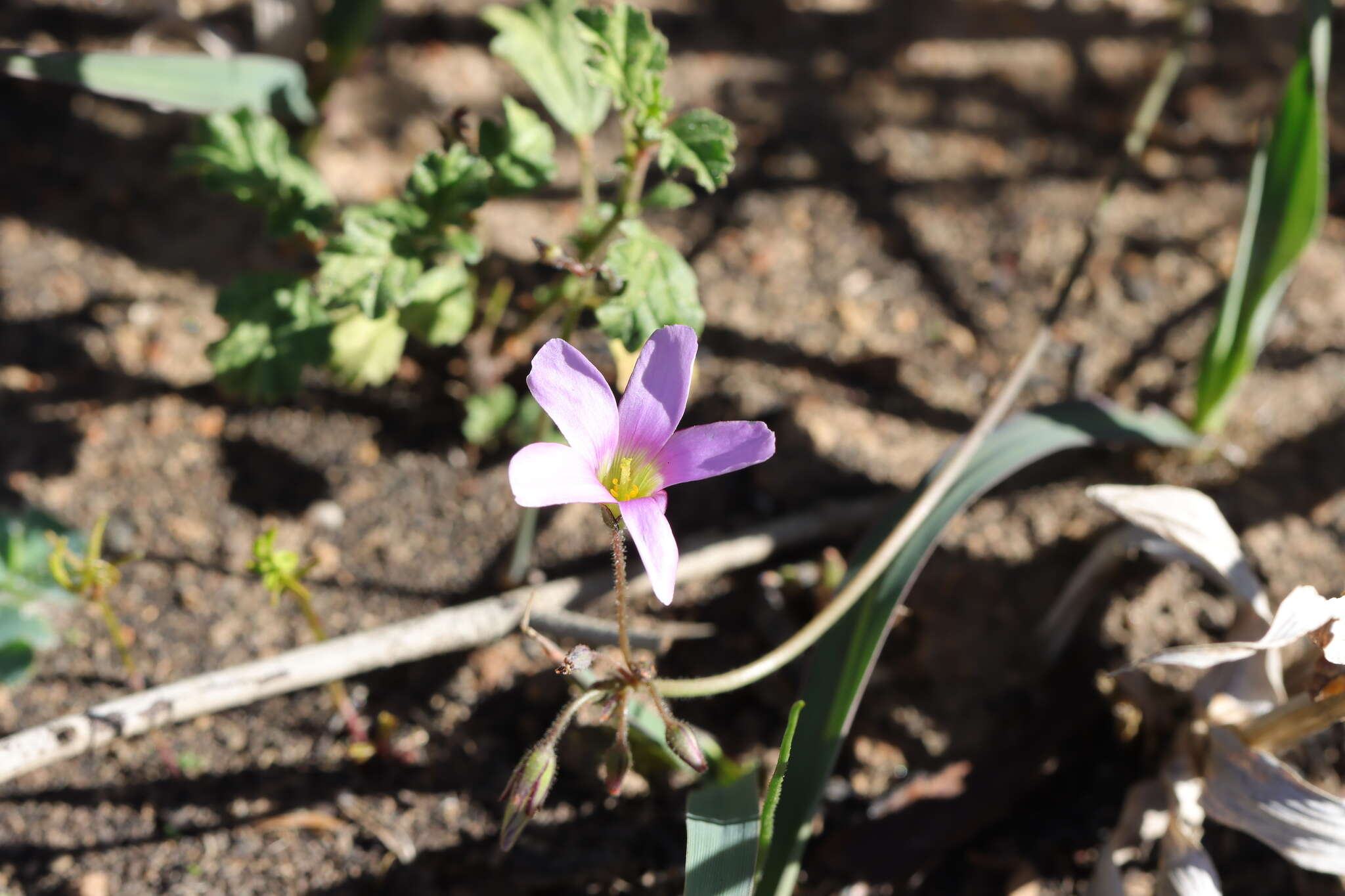 Image of Oxalis livida var. altior T. M. Salter