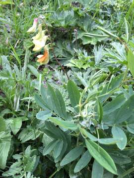 Imagem de Lathyrus laevigatus subsp. occidentalis (Fisch. & C. A. Mey.) Breistr.