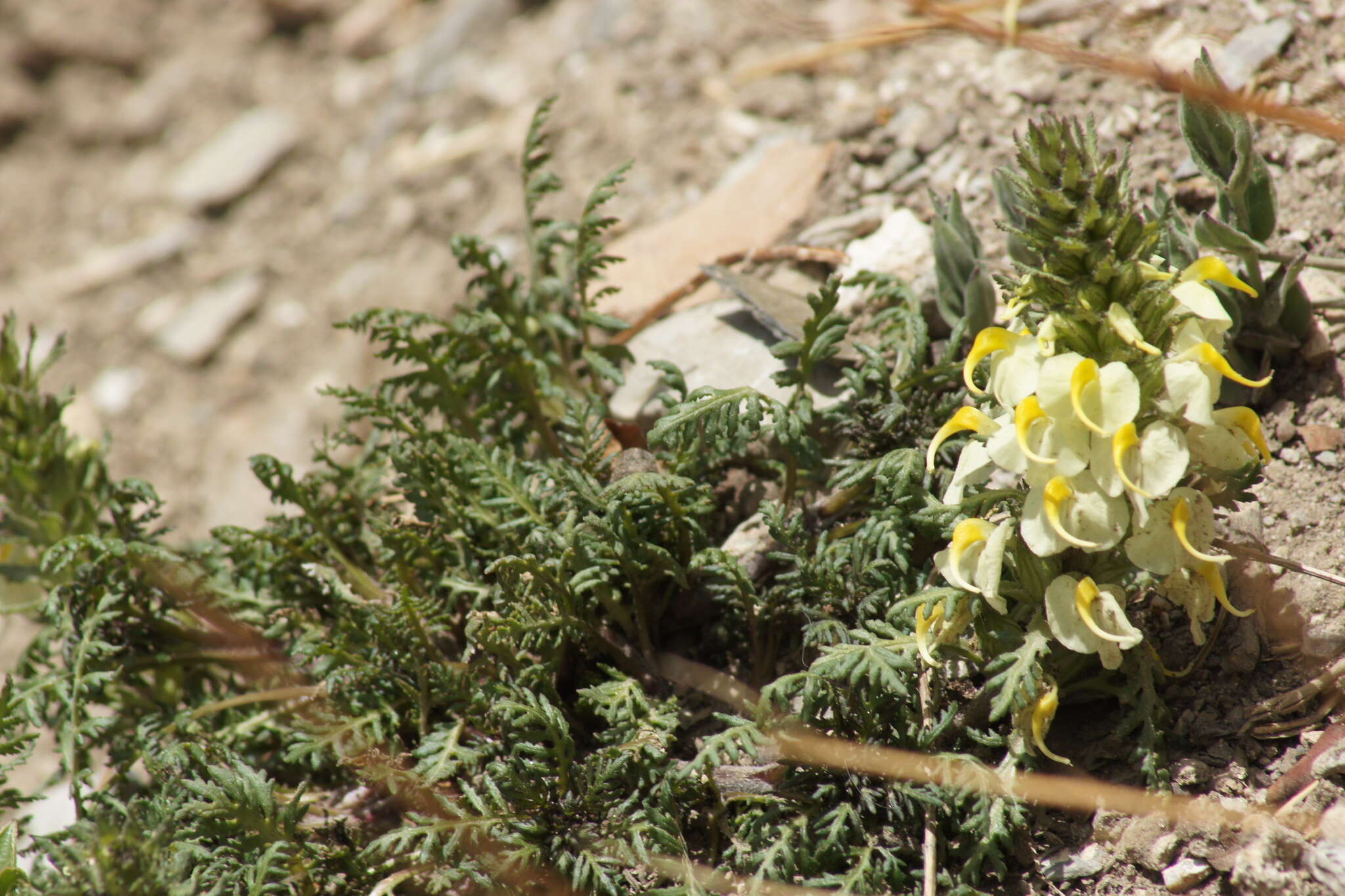 Image of Pedicularis scolopax Maxim.