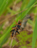 Image of <i>Cantharis marginiventris</i>