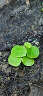 Image of Begonia jaliscana Burt-Utley