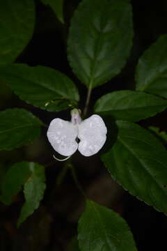 Image of Impatiens leptura Hook. fil.