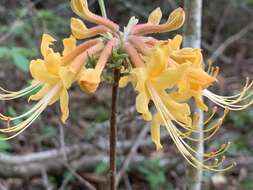 Imagem de Rhododendron austrinum (Small) Rehd.