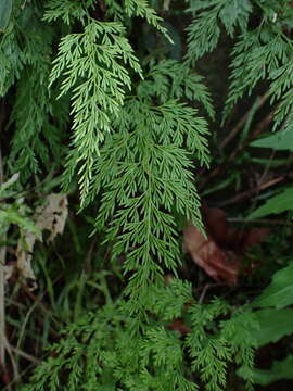 Plancia ëd Onychium japonicum (Thunb.) Kunze