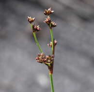 Слика од Juncus planifolius R. Br.