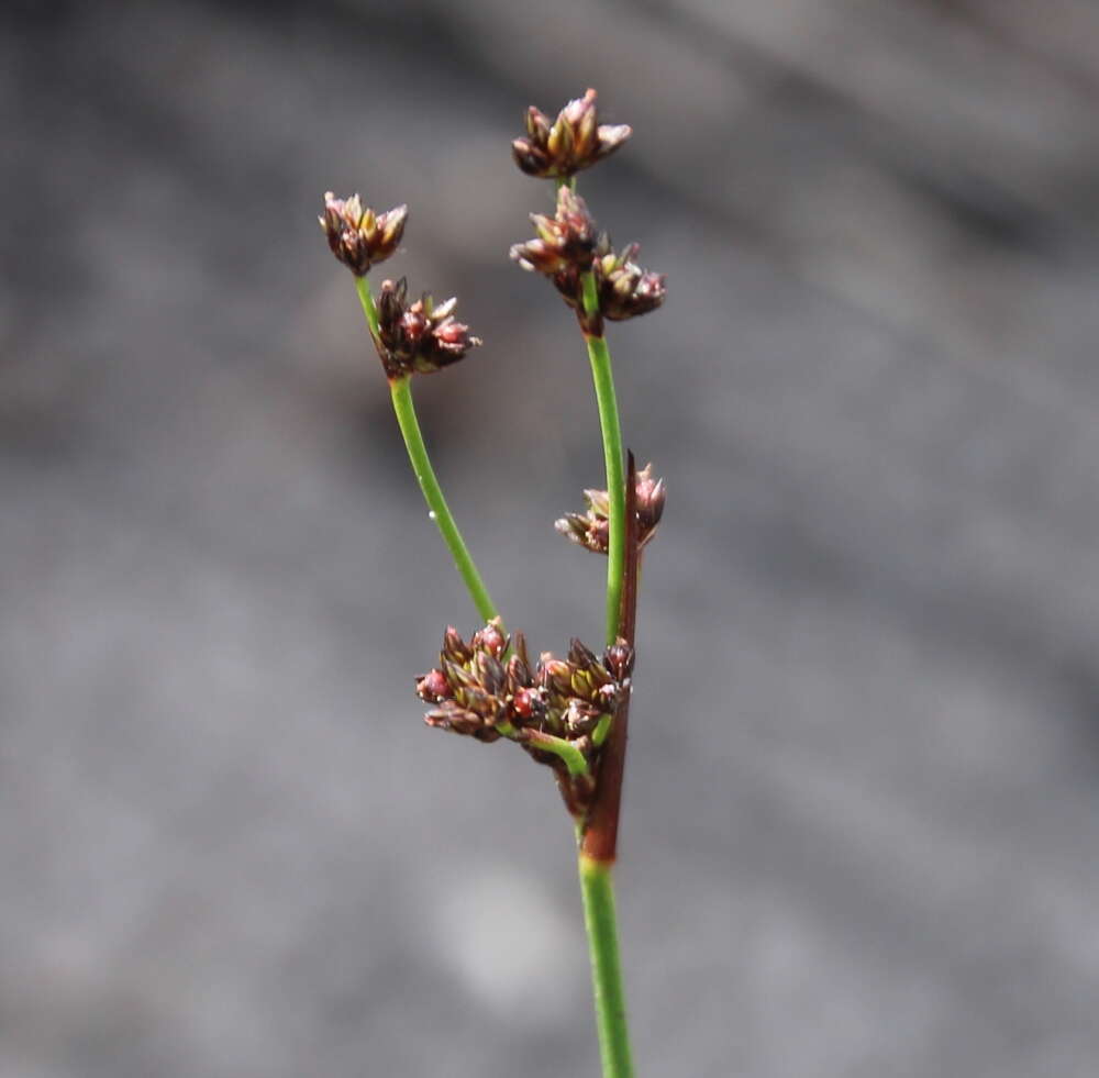 Juncus planifolius R. Br.的圖片