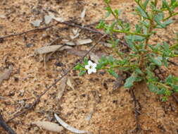 Plancia ëd Cyphanthera myosotidea (F. Müll.) L. Haegi