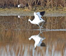 Image de Avocette à tête noire