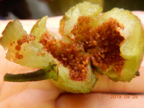 Image of Ficus fistulosa Reinw. ex Bl.