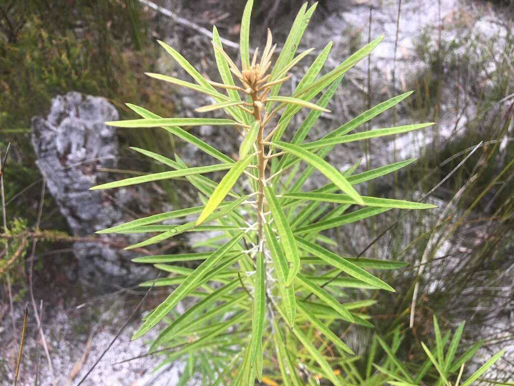 Image of Astrotricha longifolia Benth.