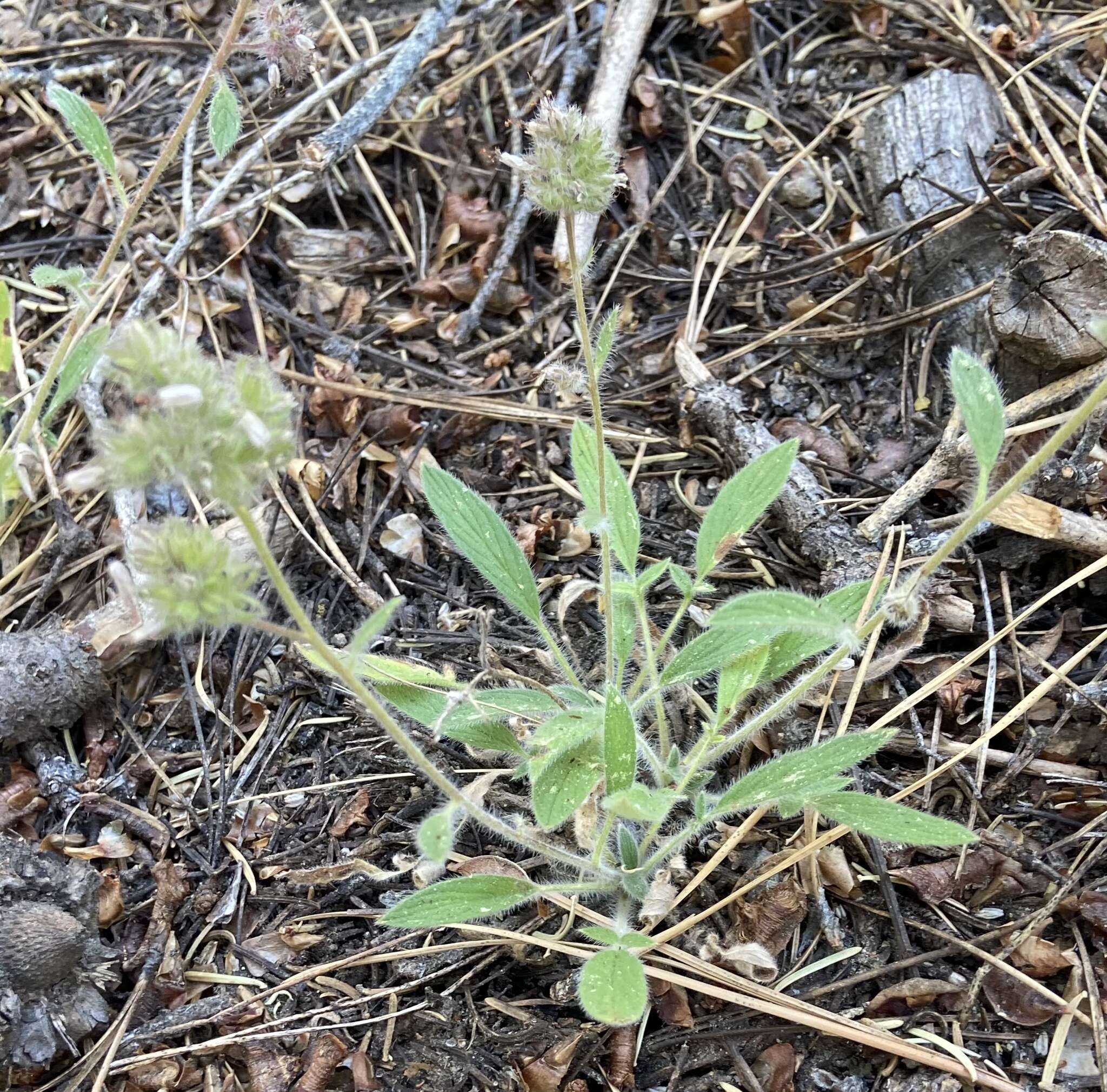 Phacelia mutabilis Greene的圖片