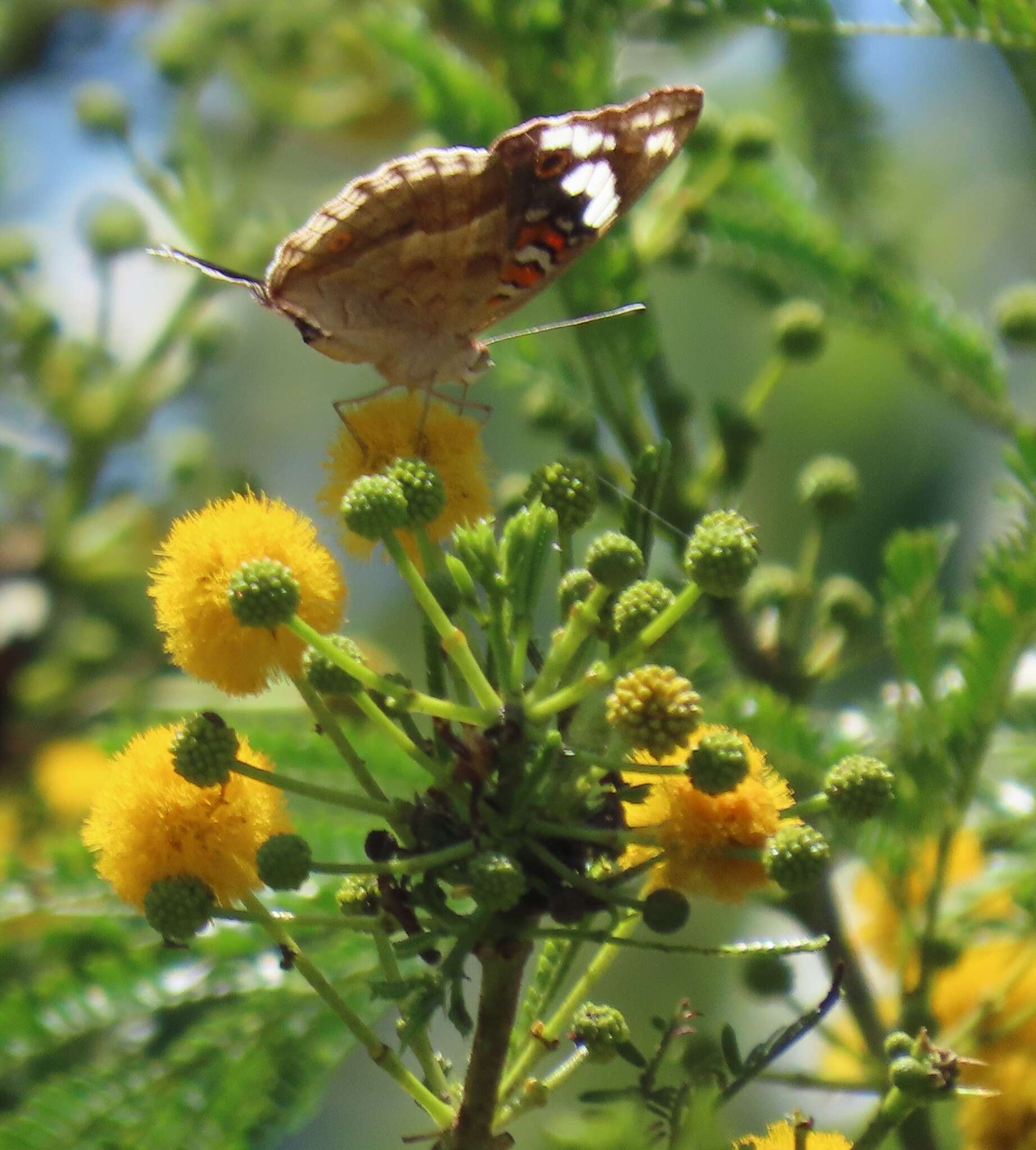 Sivun Vachellia kosiensis (P. P. Sw. ex Coates Palgr.) Kyal. & Boatwr. kuva