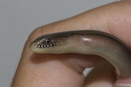 Image of Yacupoi Worm Lizard