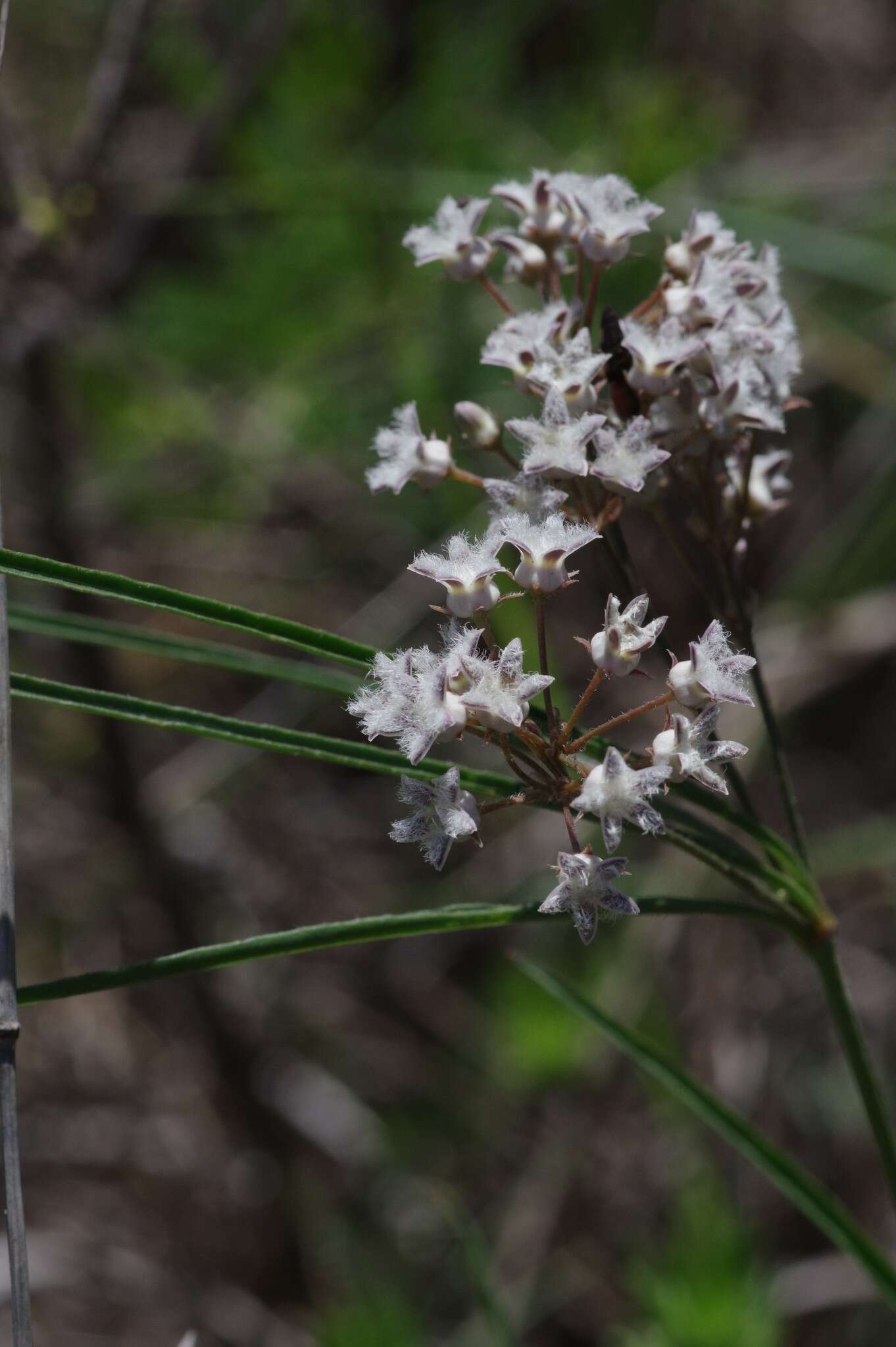 صورة Sisyranthus barbatus (Turcz.) N. E. Br.