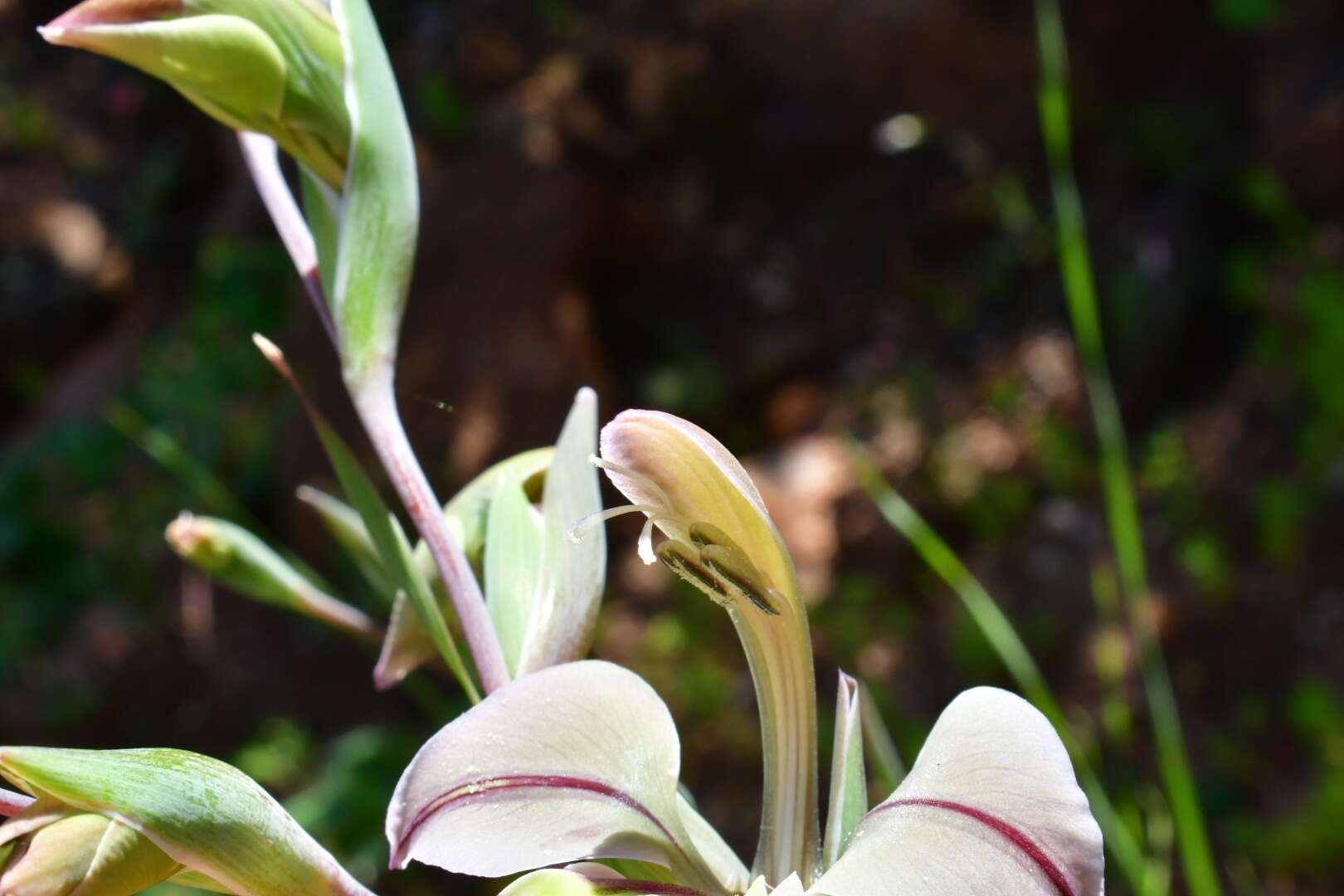 Imagem de Gladiolus orchidiflorus Andrews