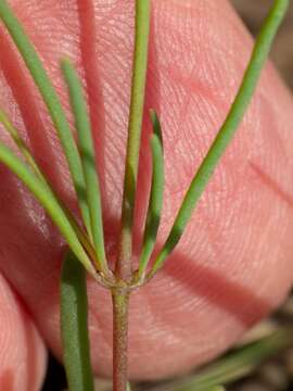 Image of slimleaf drymary