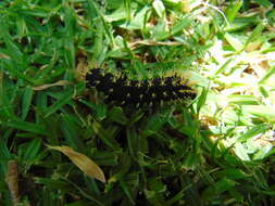 Image de Leucanella fusca (Walker 1855)