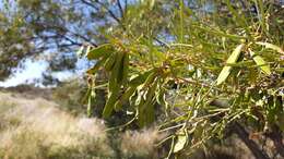 Image of Mulga