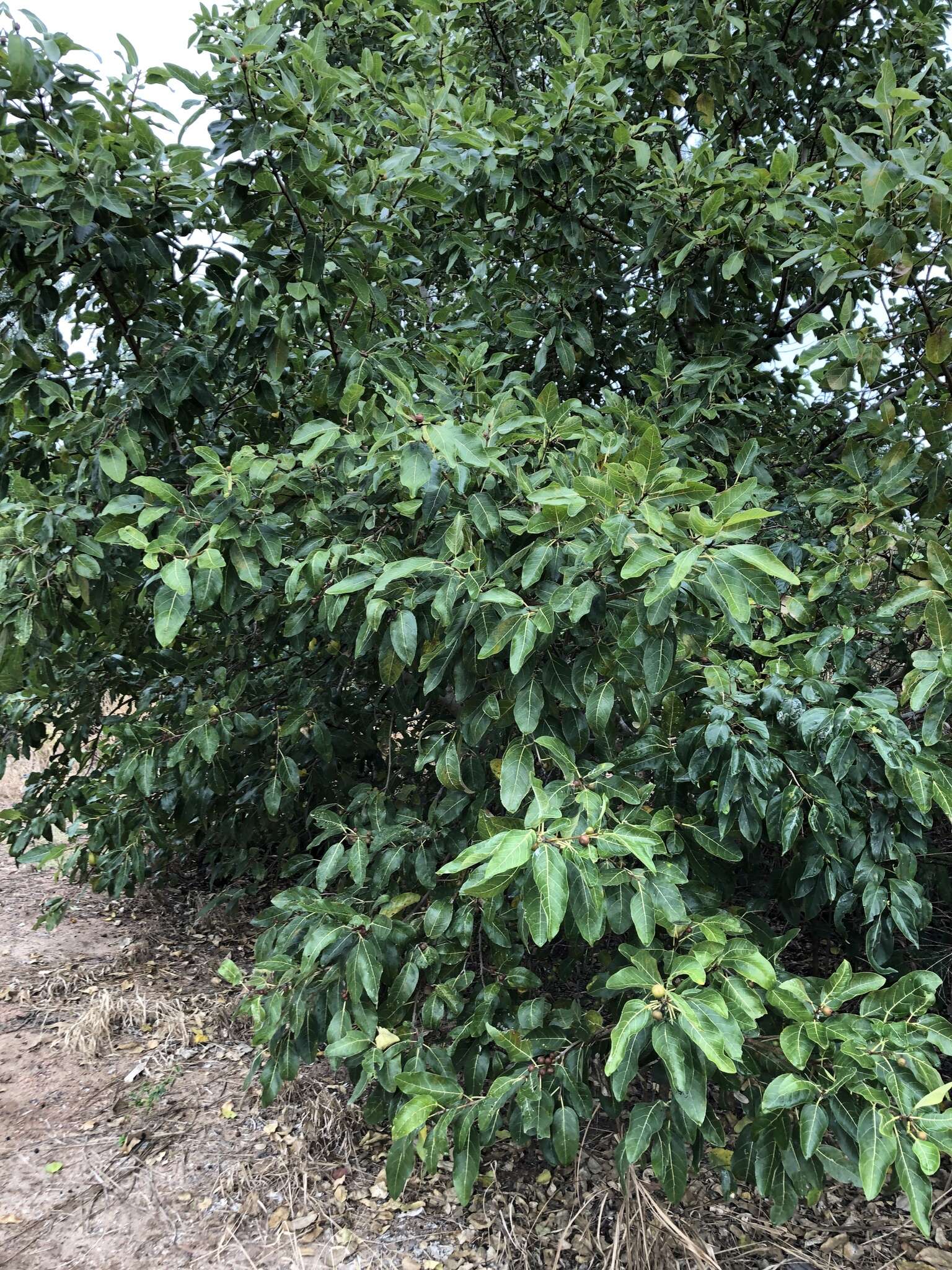 Image of Ficus opposita Miq.